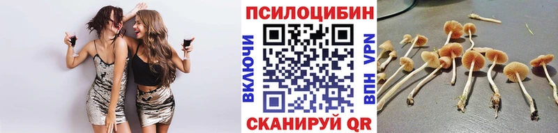 Купить где  Богданович  Псилоцибиновые грибы мицелий 